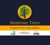 Montrose Trees
